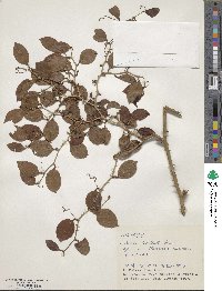 Smilax bracteata image