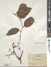 Smilax aspericaulis image