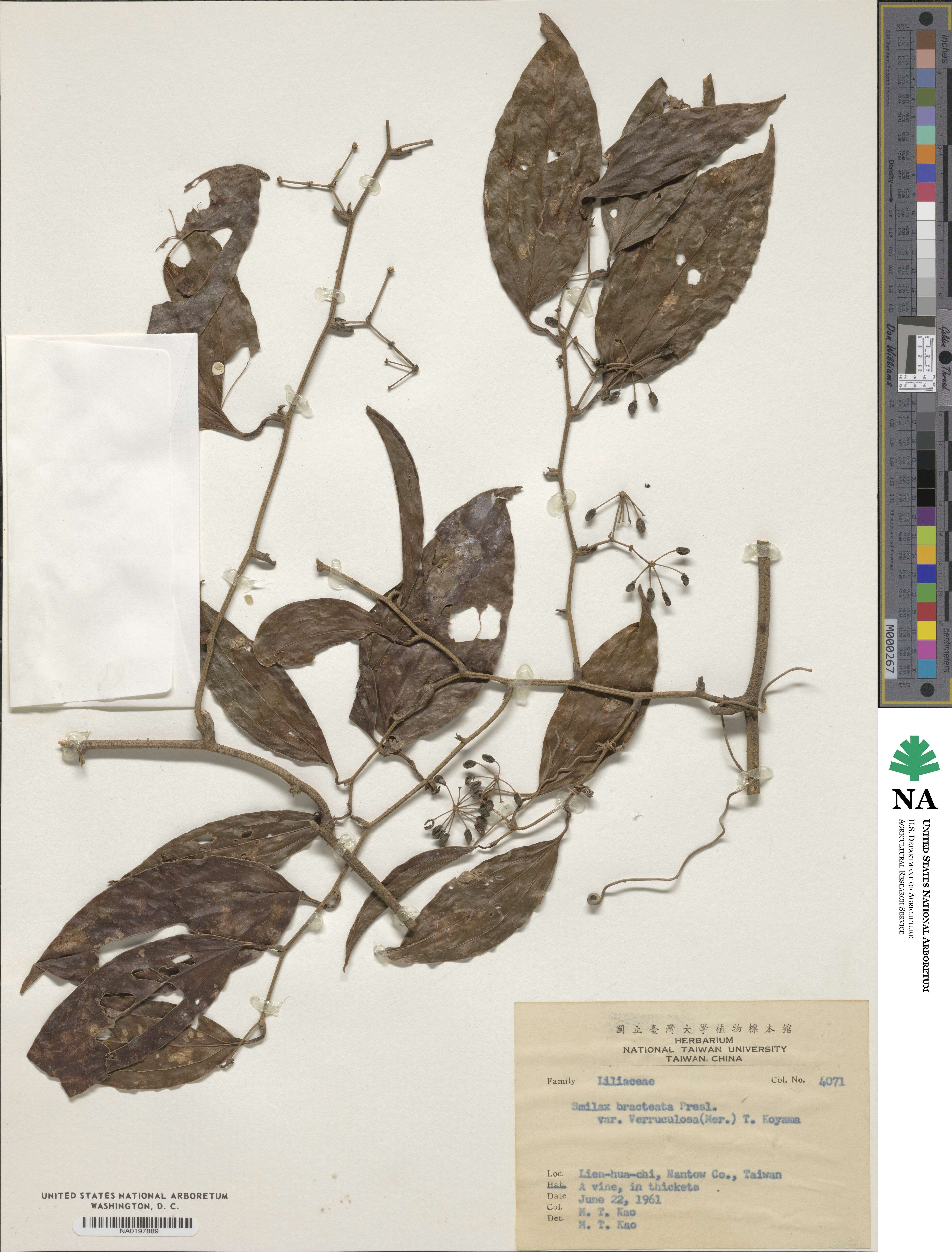 Smilax aspericaulis image