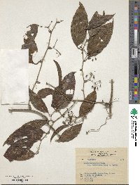 Smilax aspericaulis image