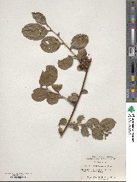 Smilax china image