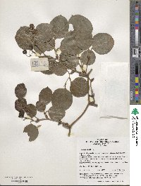 Smilax china image