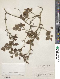 Smilax china image