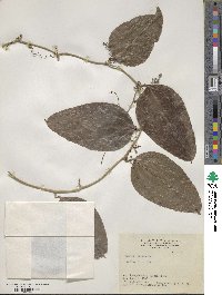 Smilax china image