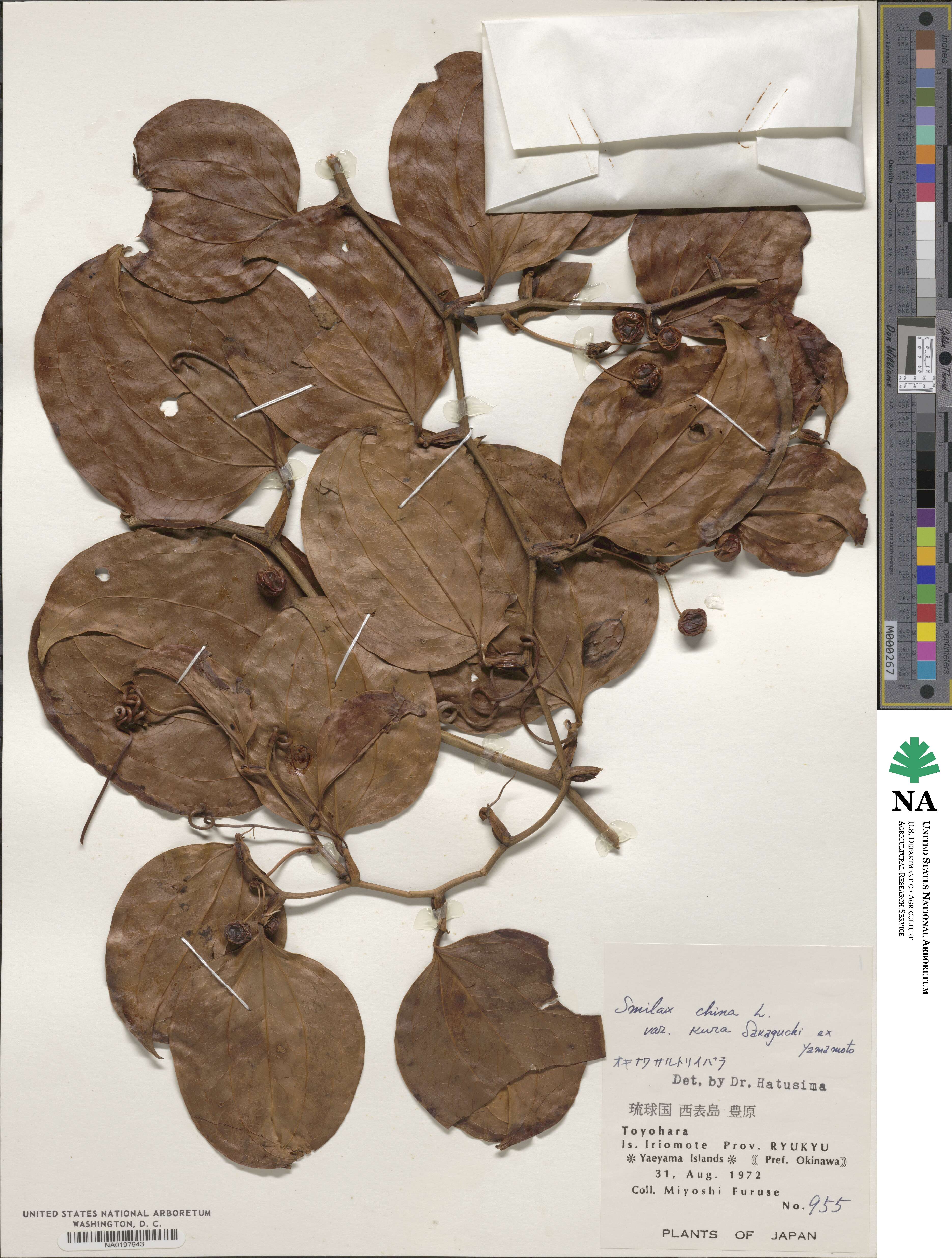 Smilax china image