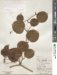 Smilax china var. yanagitai image