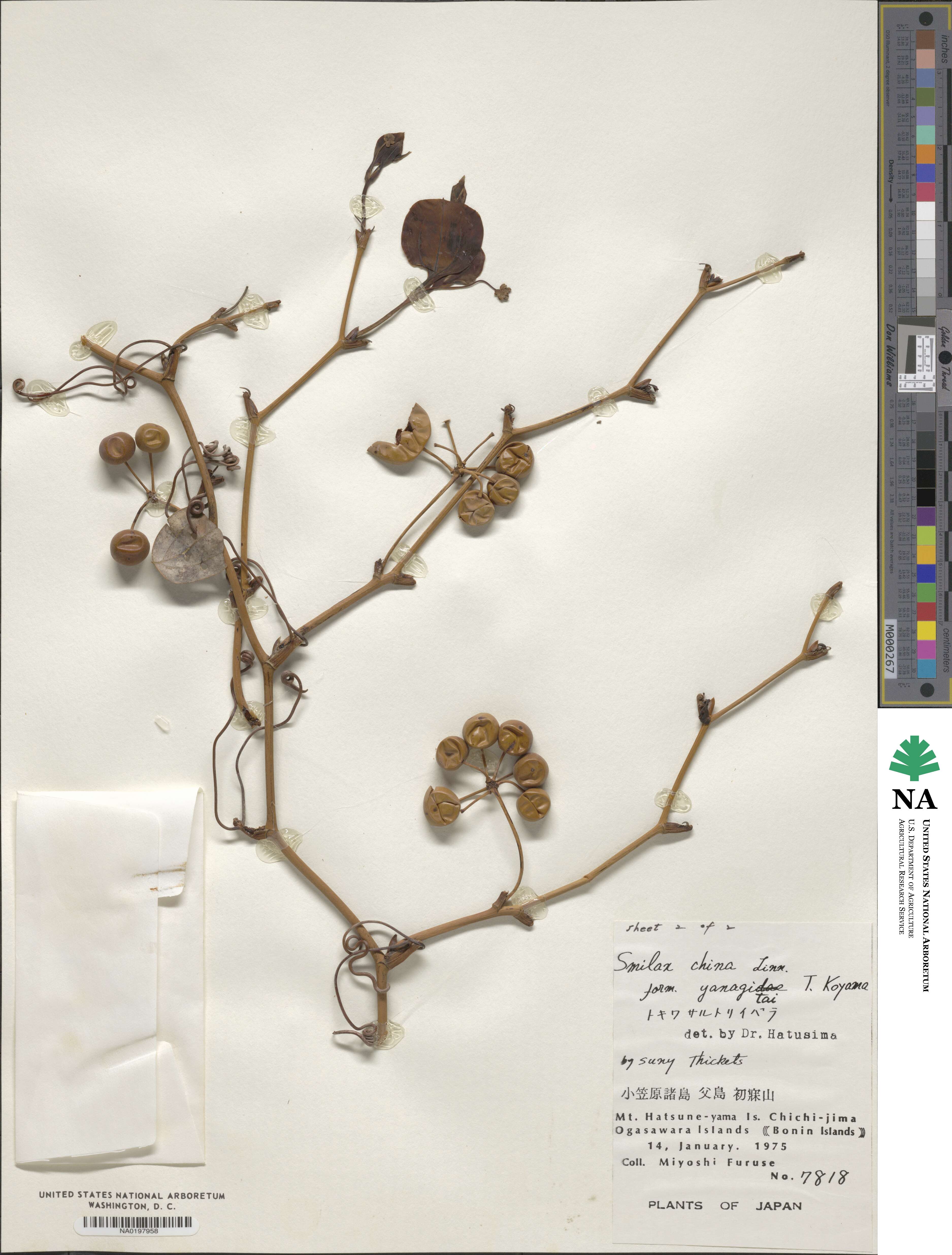 Smilax china var. yanagitai image