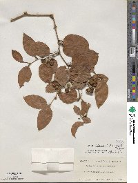 Smilax china var. yanagitai image