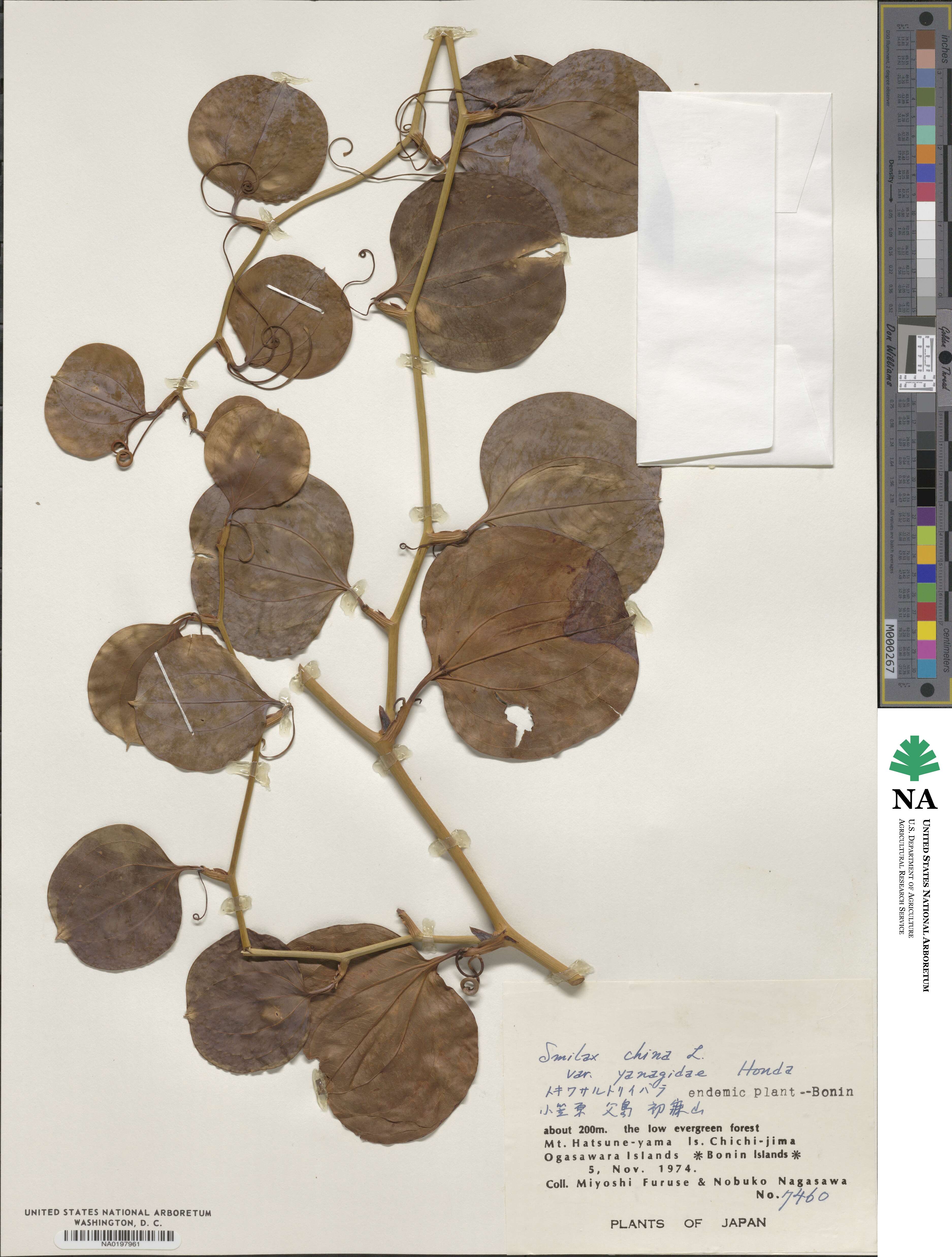 Smilax china var. yanagitai image