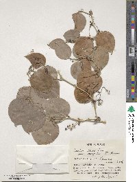 Smilax china var. yanagitai image