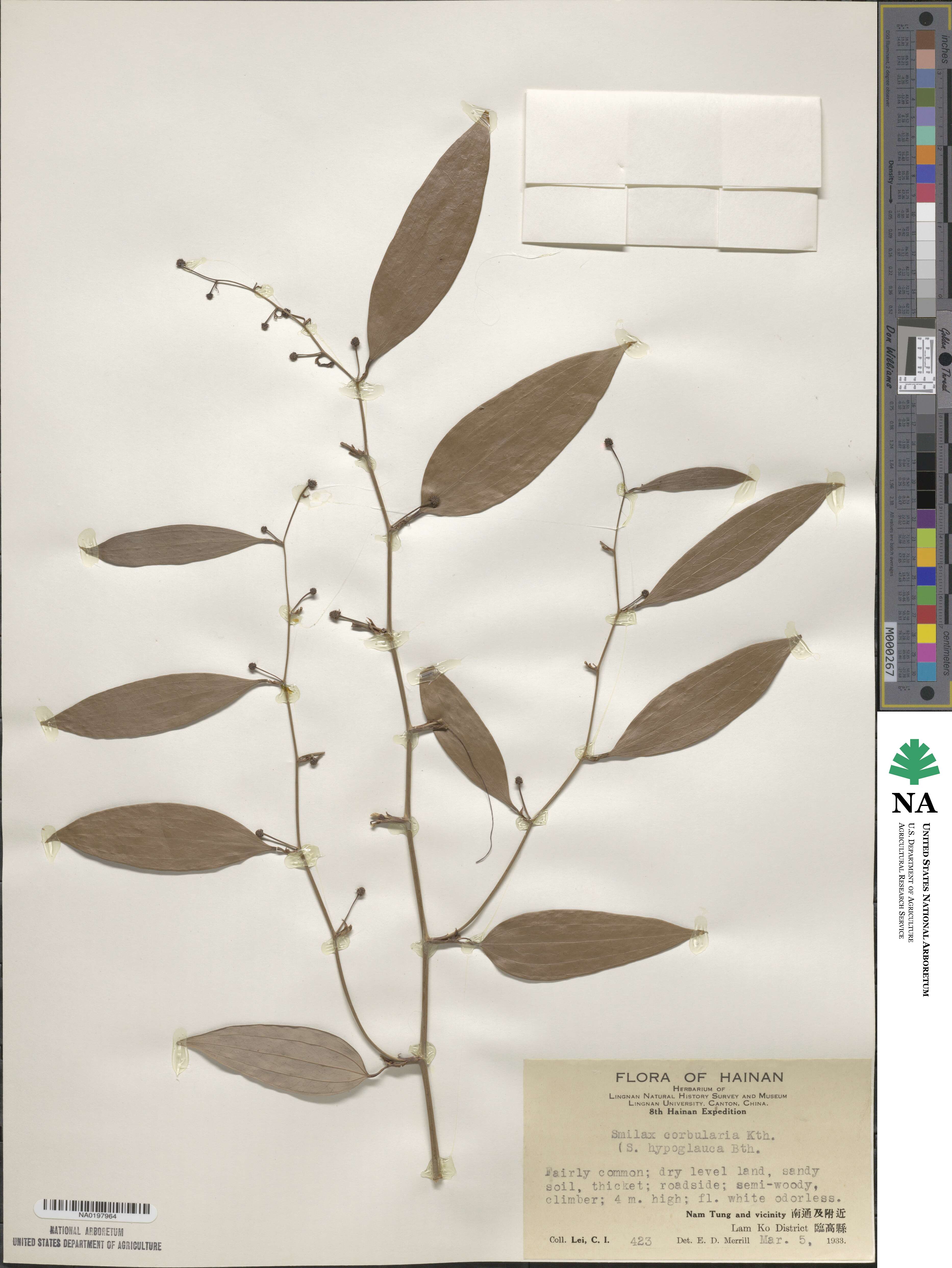 Smilax corbularia image