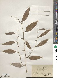 Smilax corbularia image