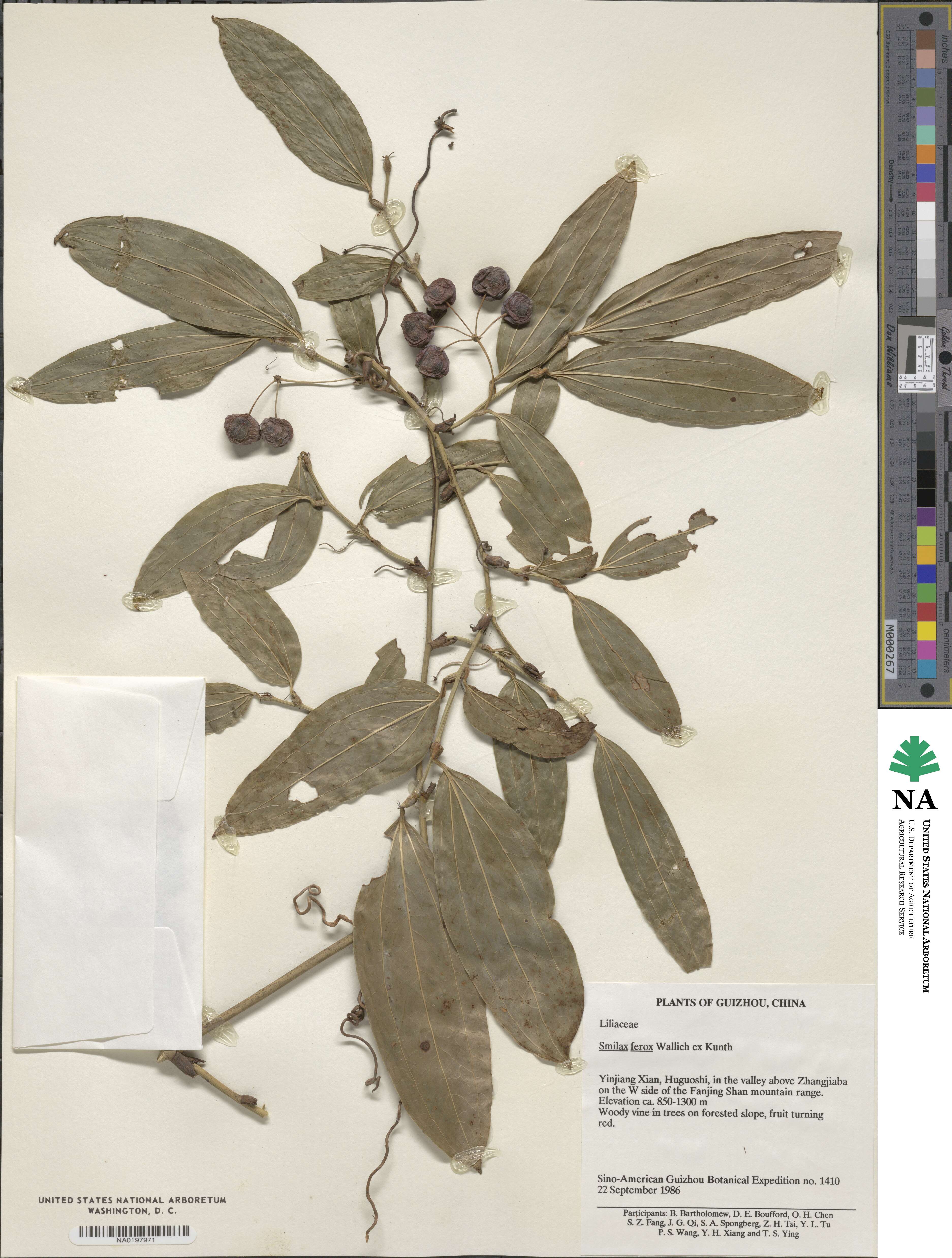 Smilax ferox image