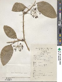 Smilax ferox image