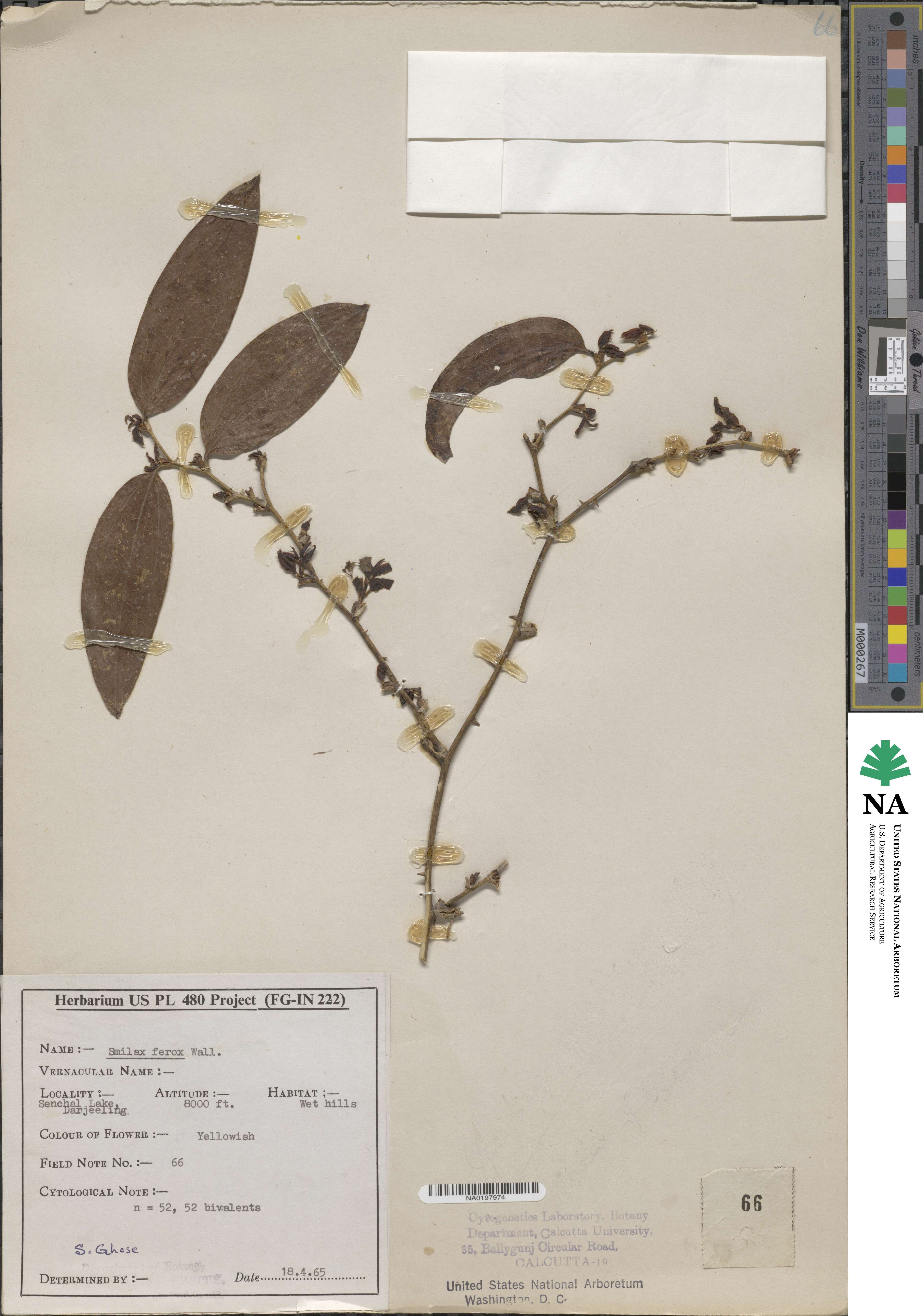 Smilax ferox image