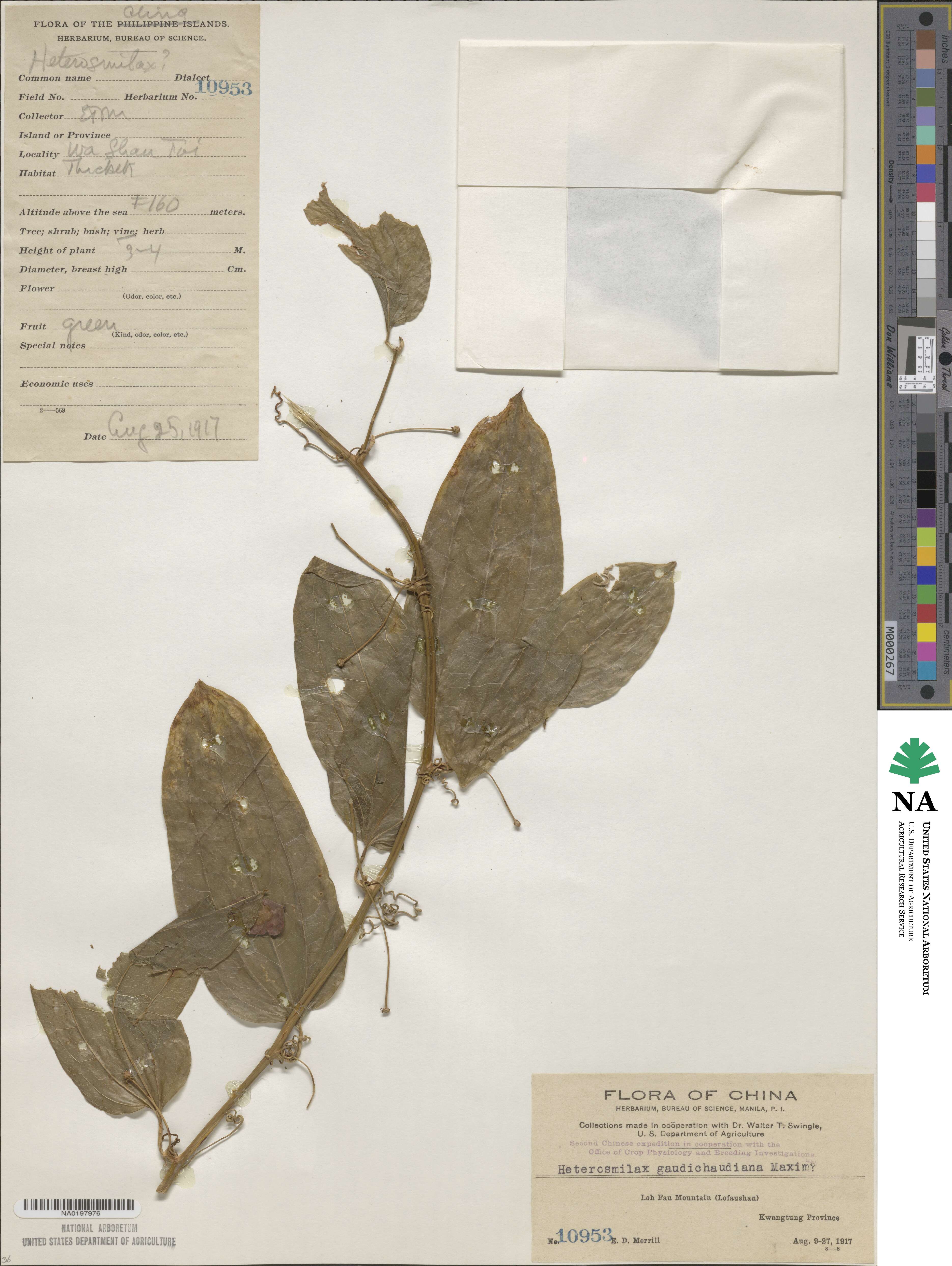 Smilax gaudichaudiana image