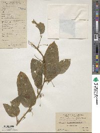 Smilax gaudichaudiana image