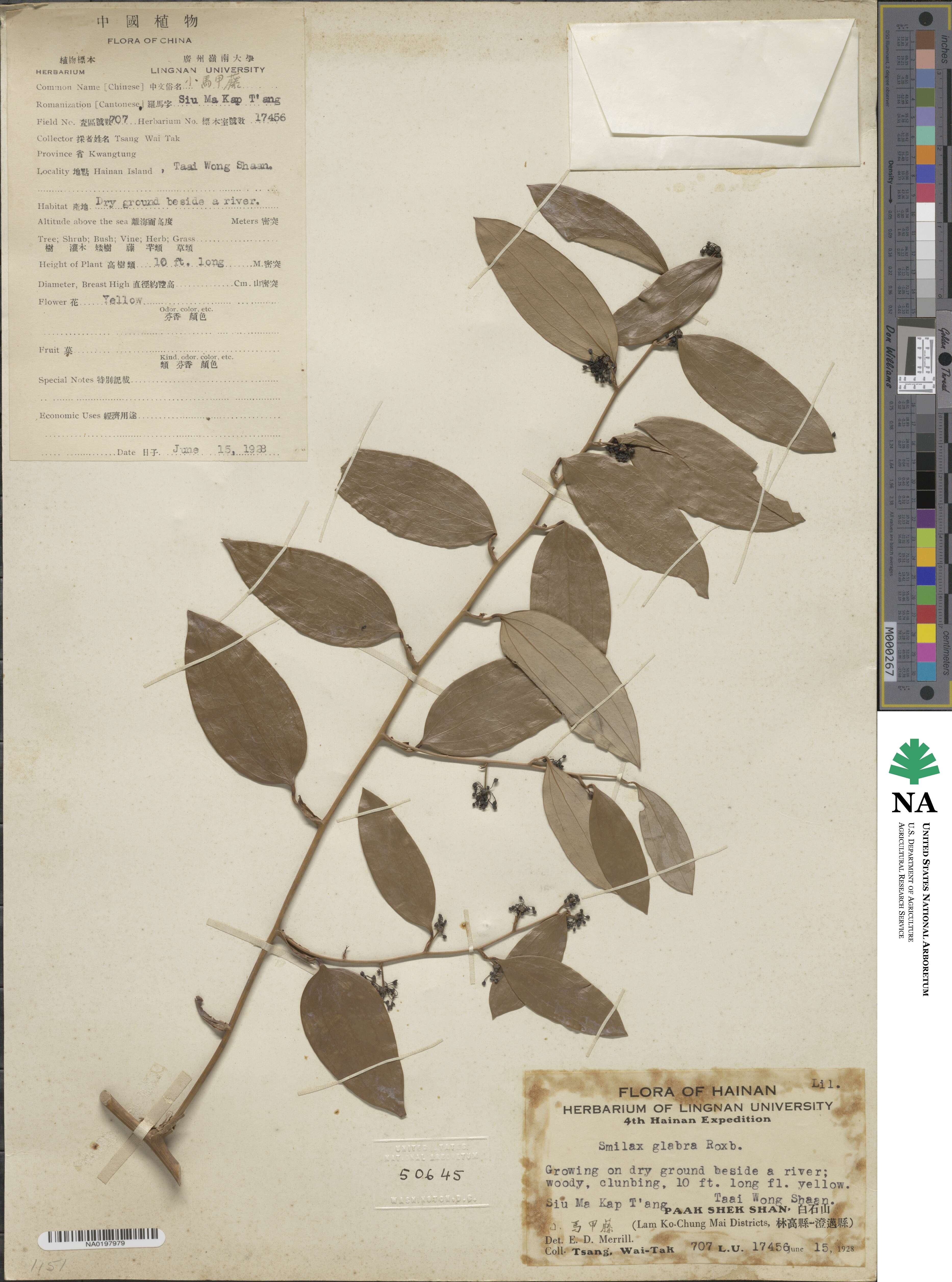 Smilax glabra image