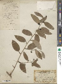 Smilax glabra image