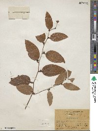 Smilax glabra image