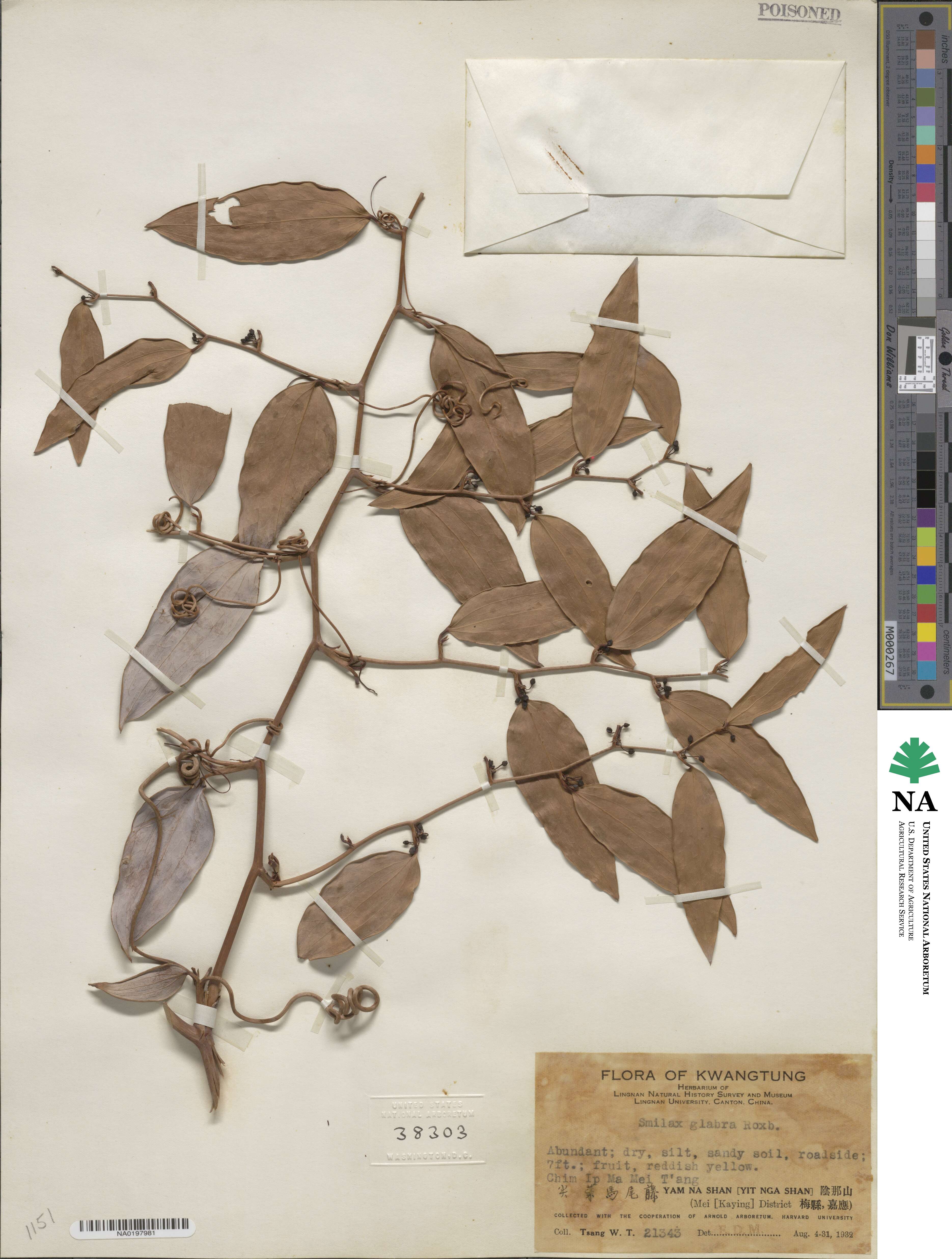 Smilax glabra image