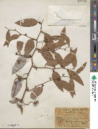 Smilax glabra image