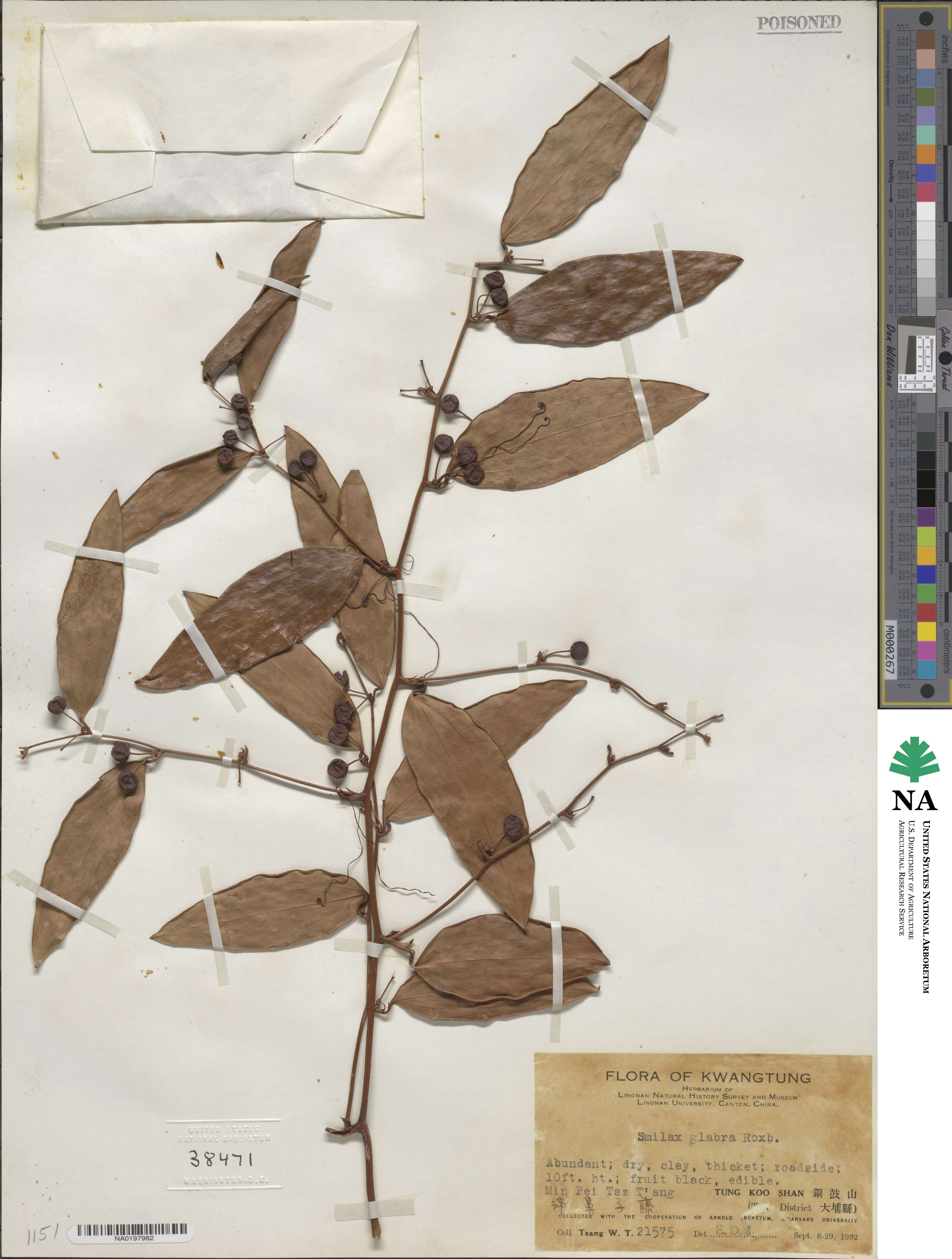 Smilax glabra image