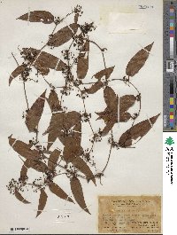 Smilax glabra image