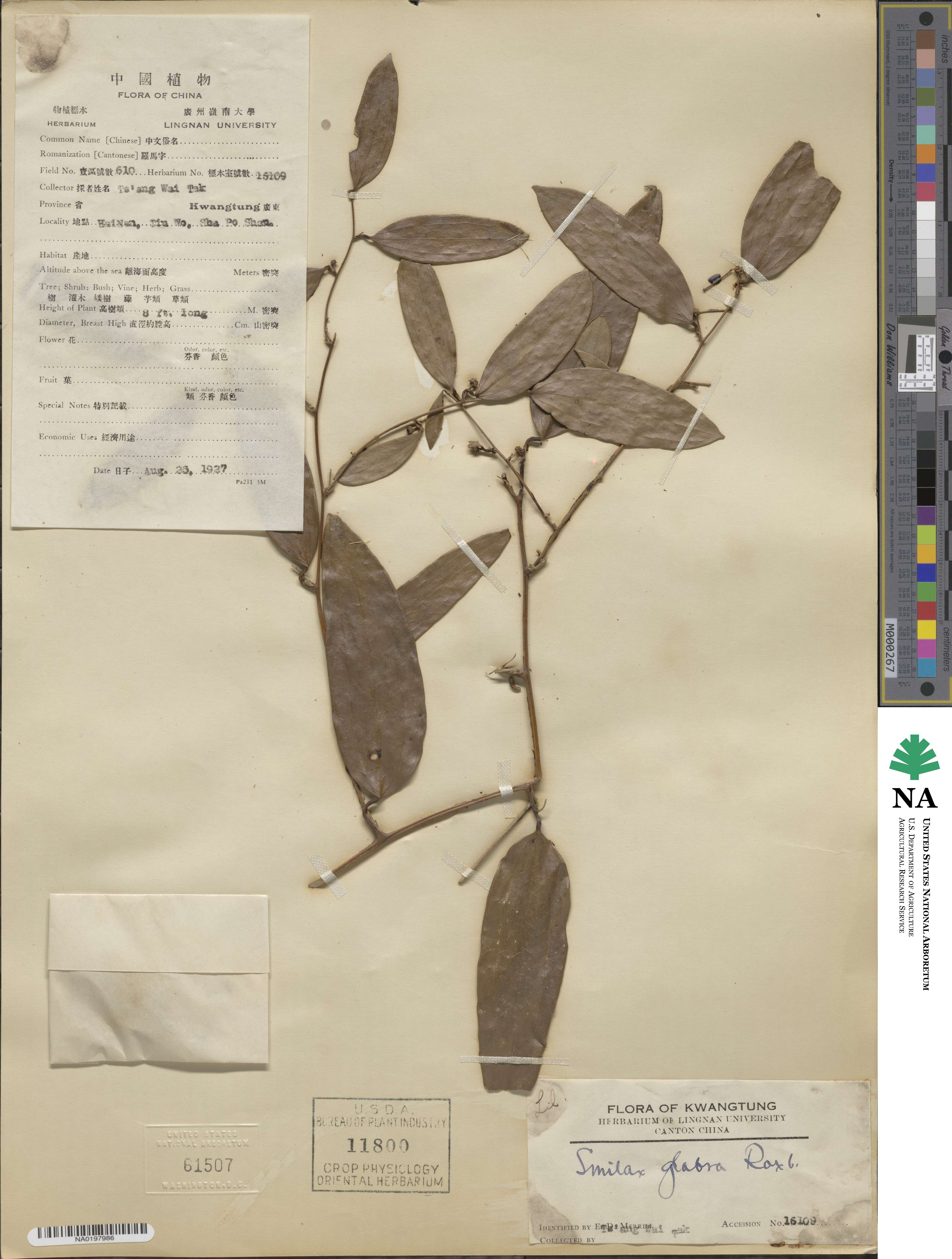 Smilax glabra image