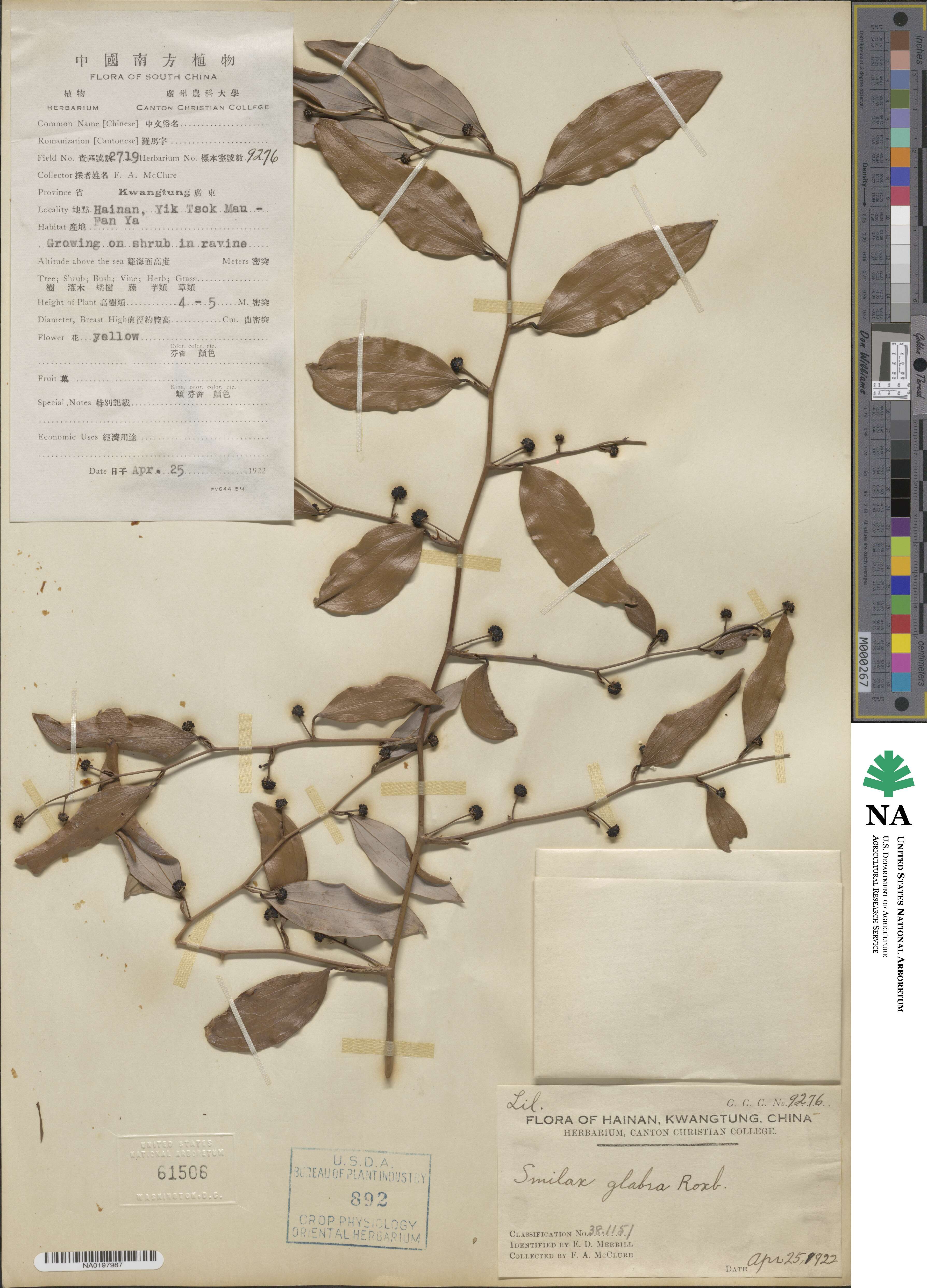 Smilax glabra image