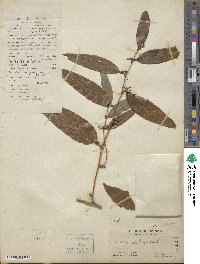 Smilax glabra image