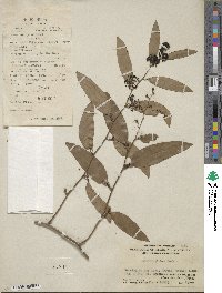 Smilax glabra image