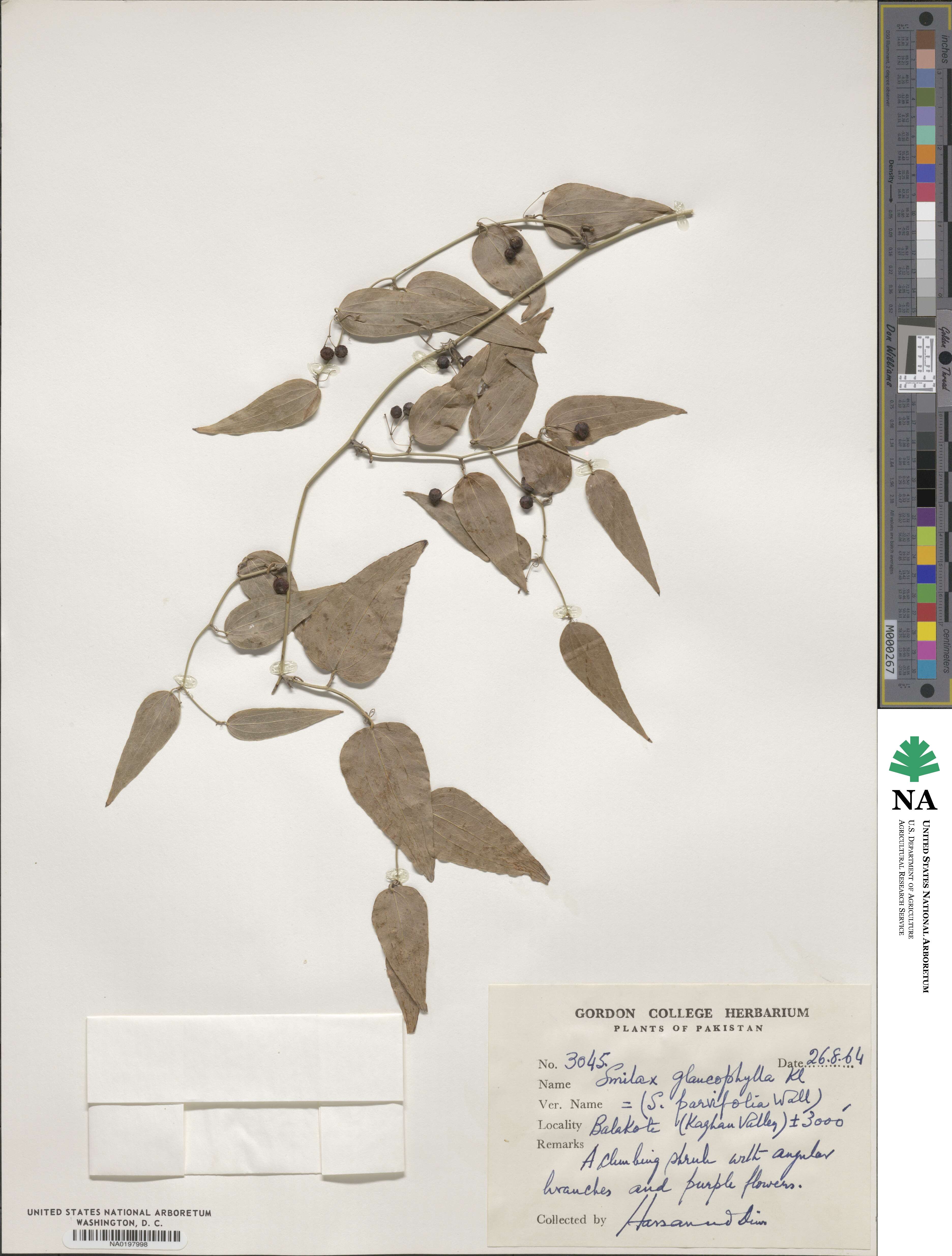 Smilax elegans image