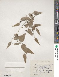 Smilax elegans subsp. elegans image