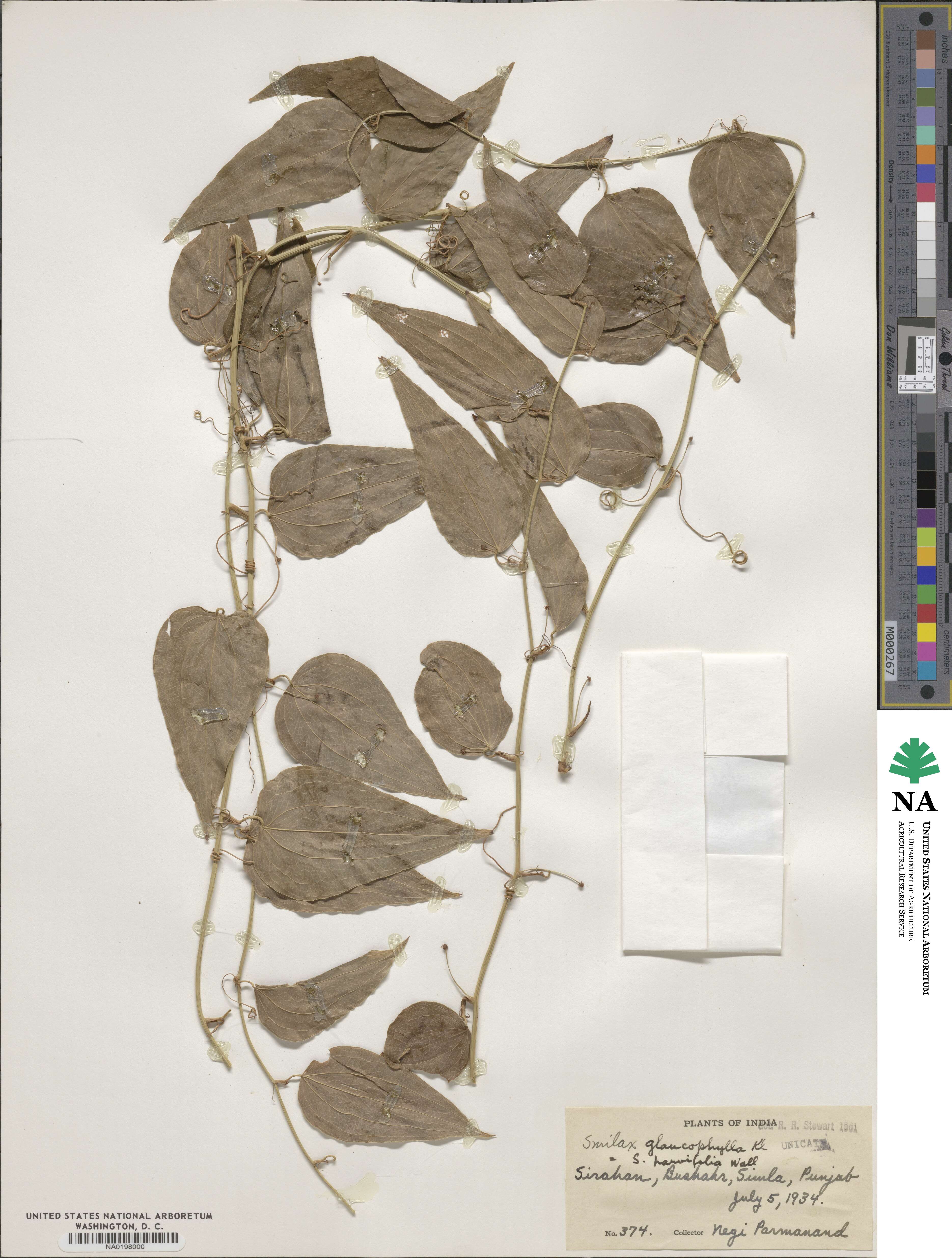 Smilax elegans image