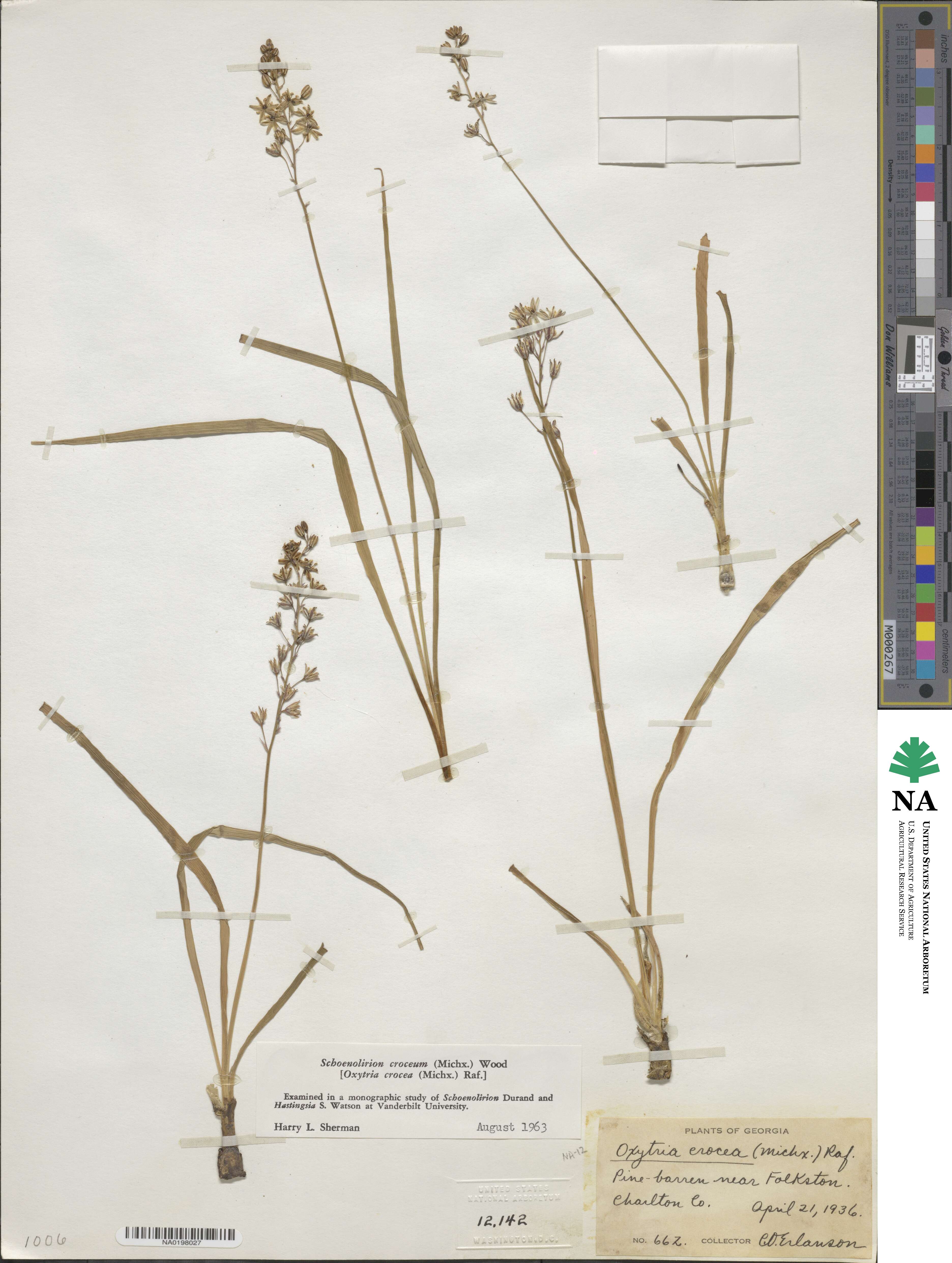 Schoenolirion croceum image