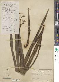 Dianella ensifolia image