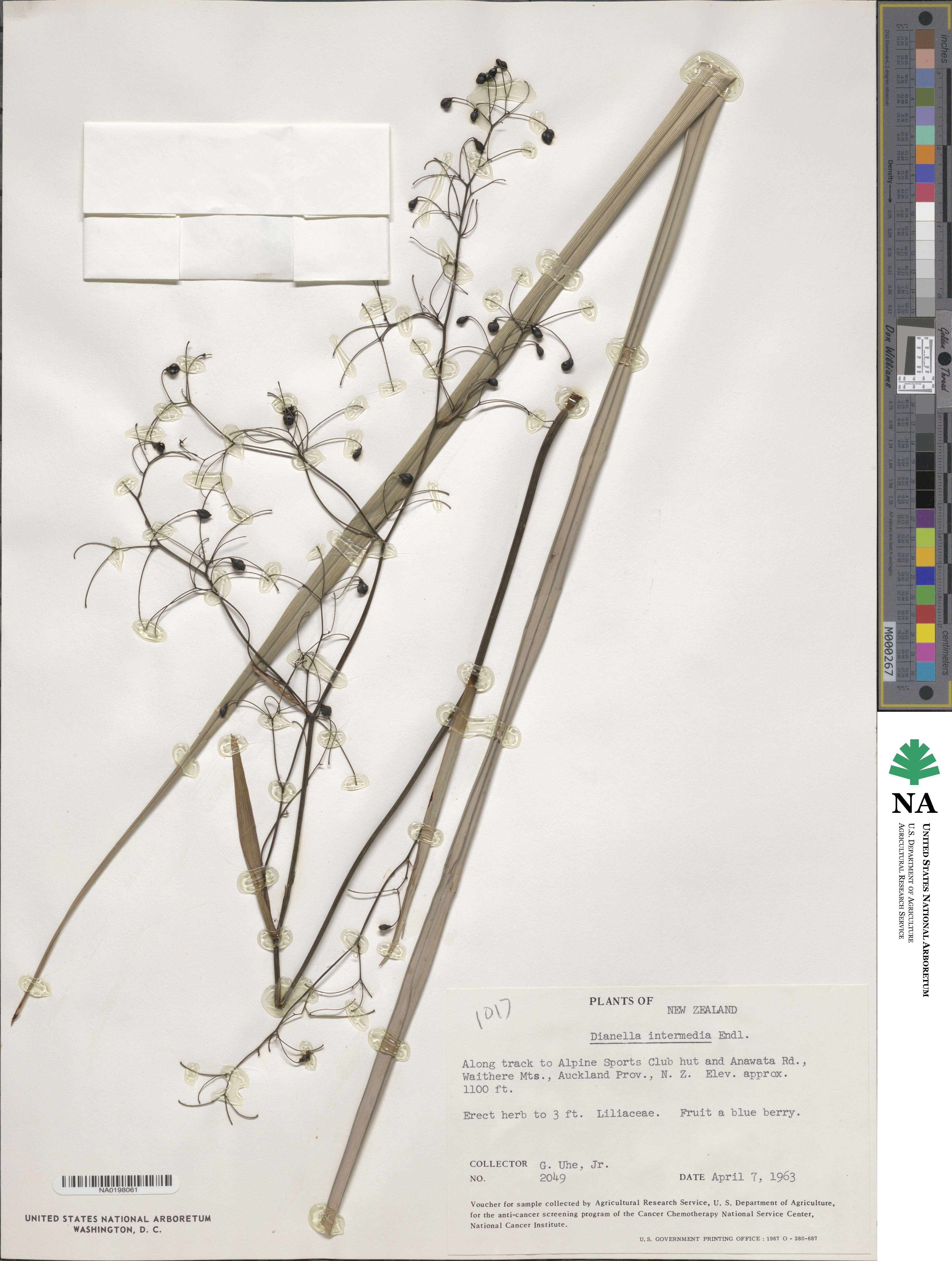 Dianella intermedia image