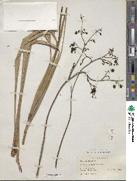 Dianella ensifolia image