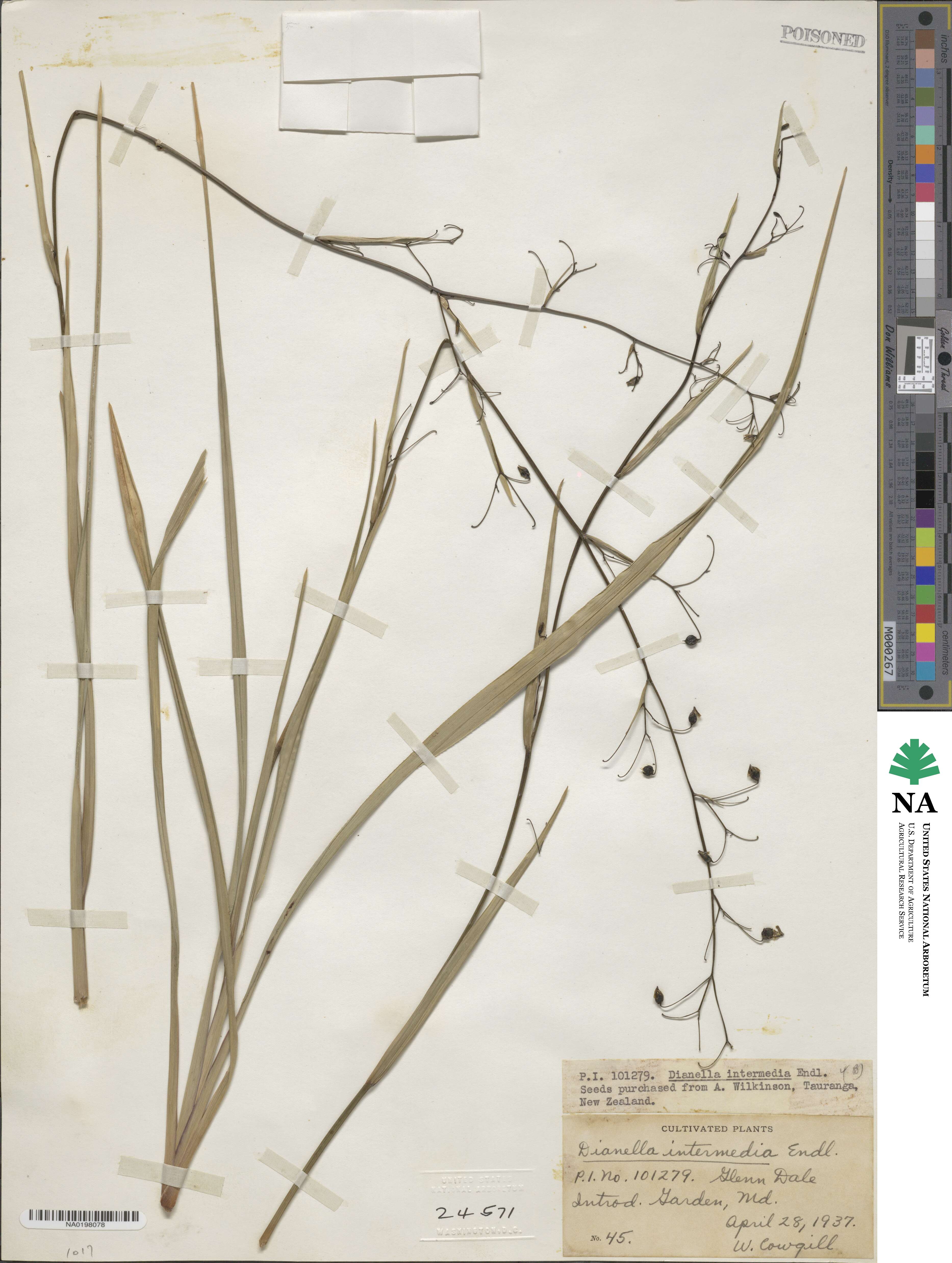 Dianella intermedia image