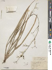 Dianella intermedia image