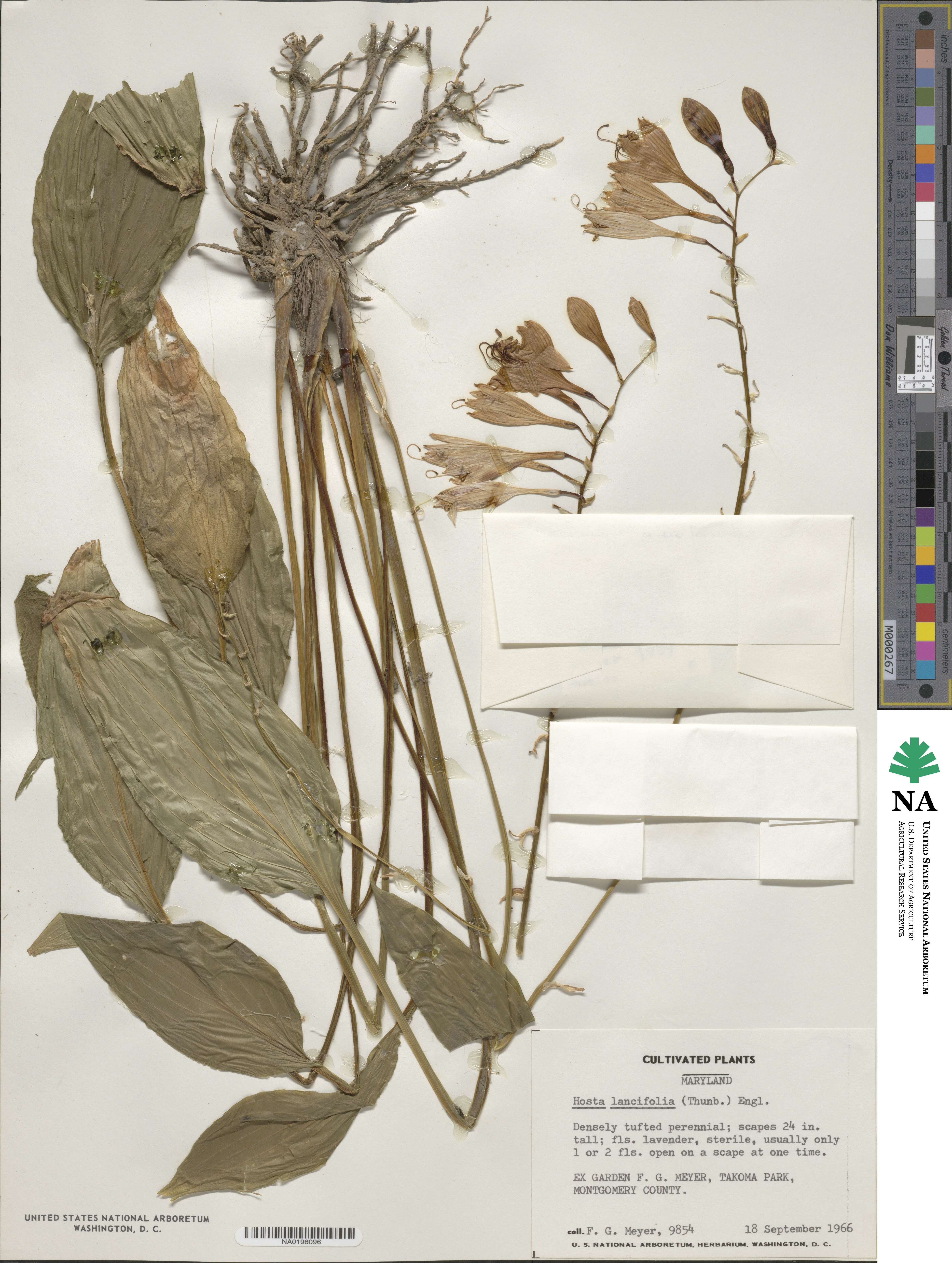Hosta lancifolia image