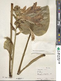 Hosta plantaginea image