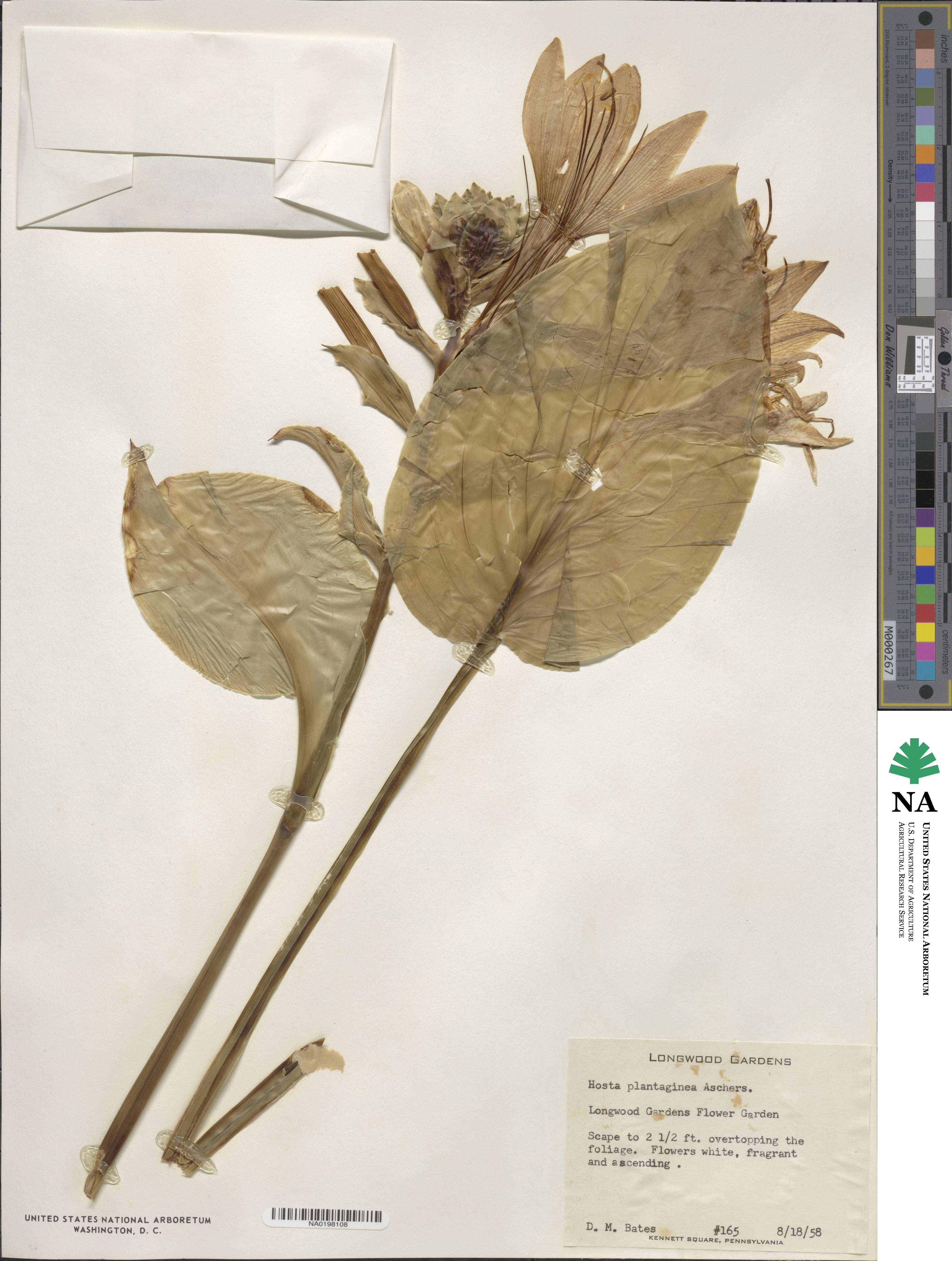 Hosta plantaginea image