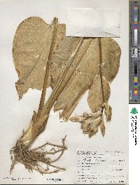 Hosta plantaginea image