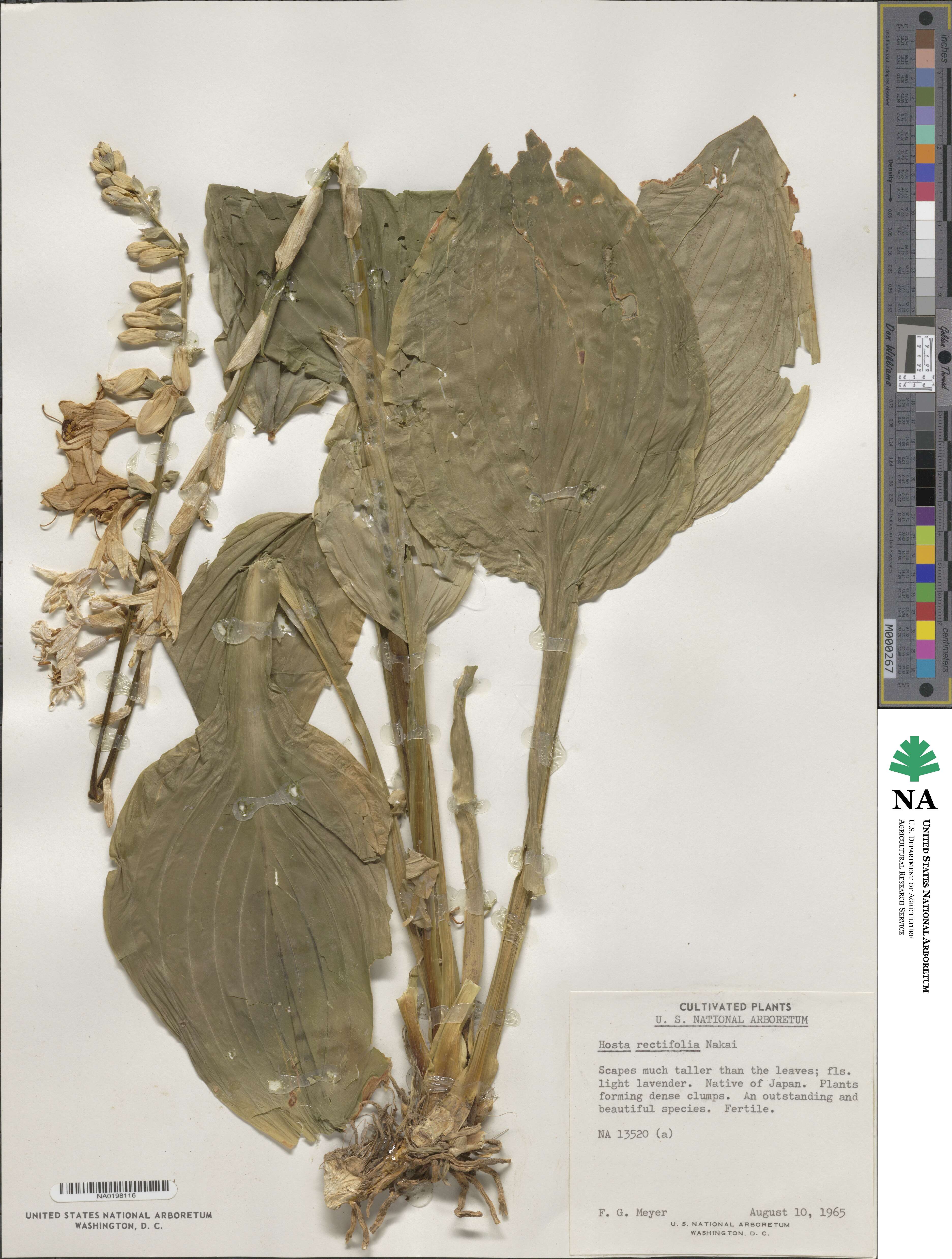 Hosta sieboldii image