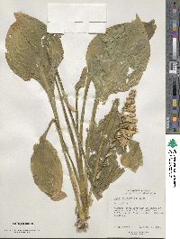 Hosta sieboldii image