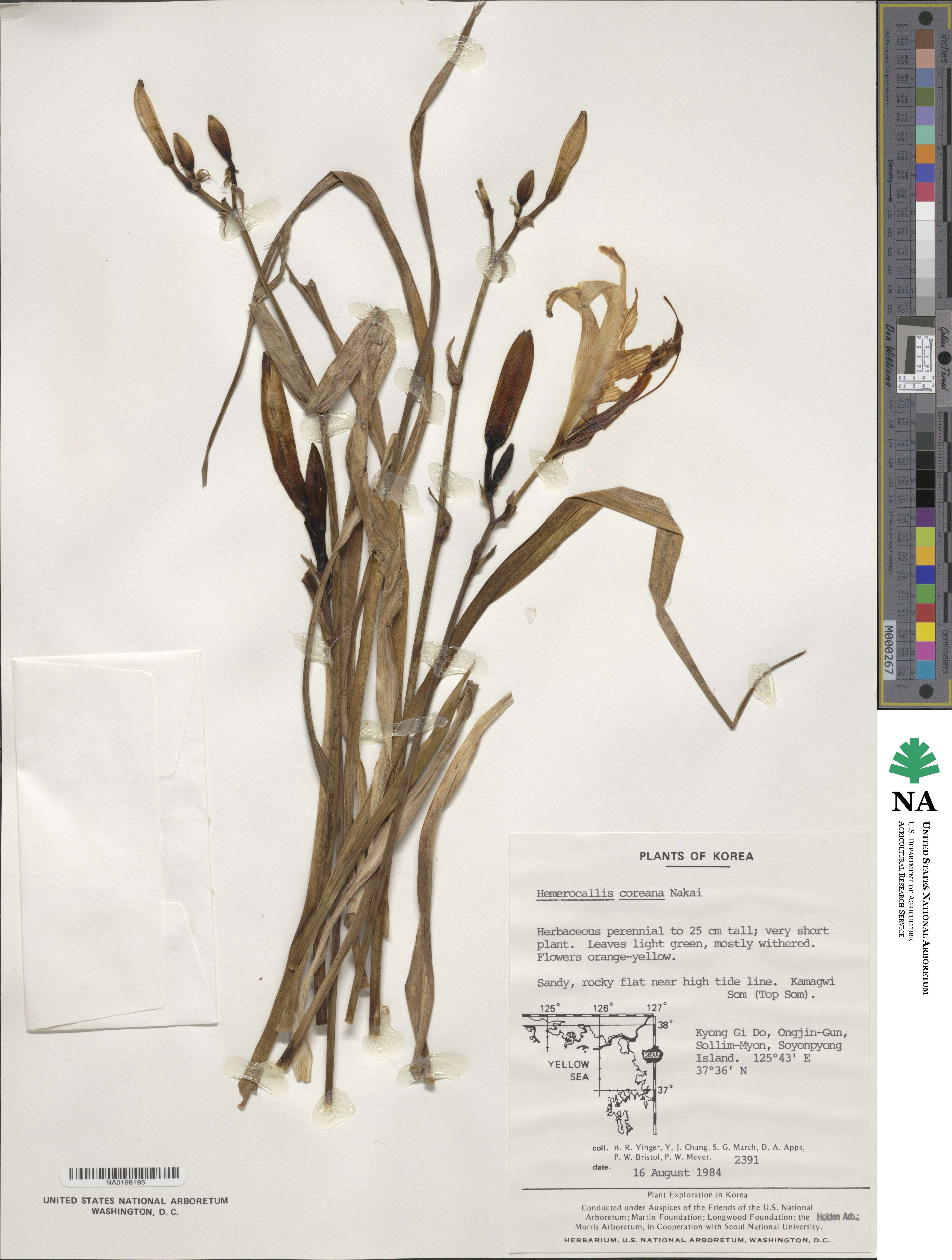 Hemerocallis coreana image