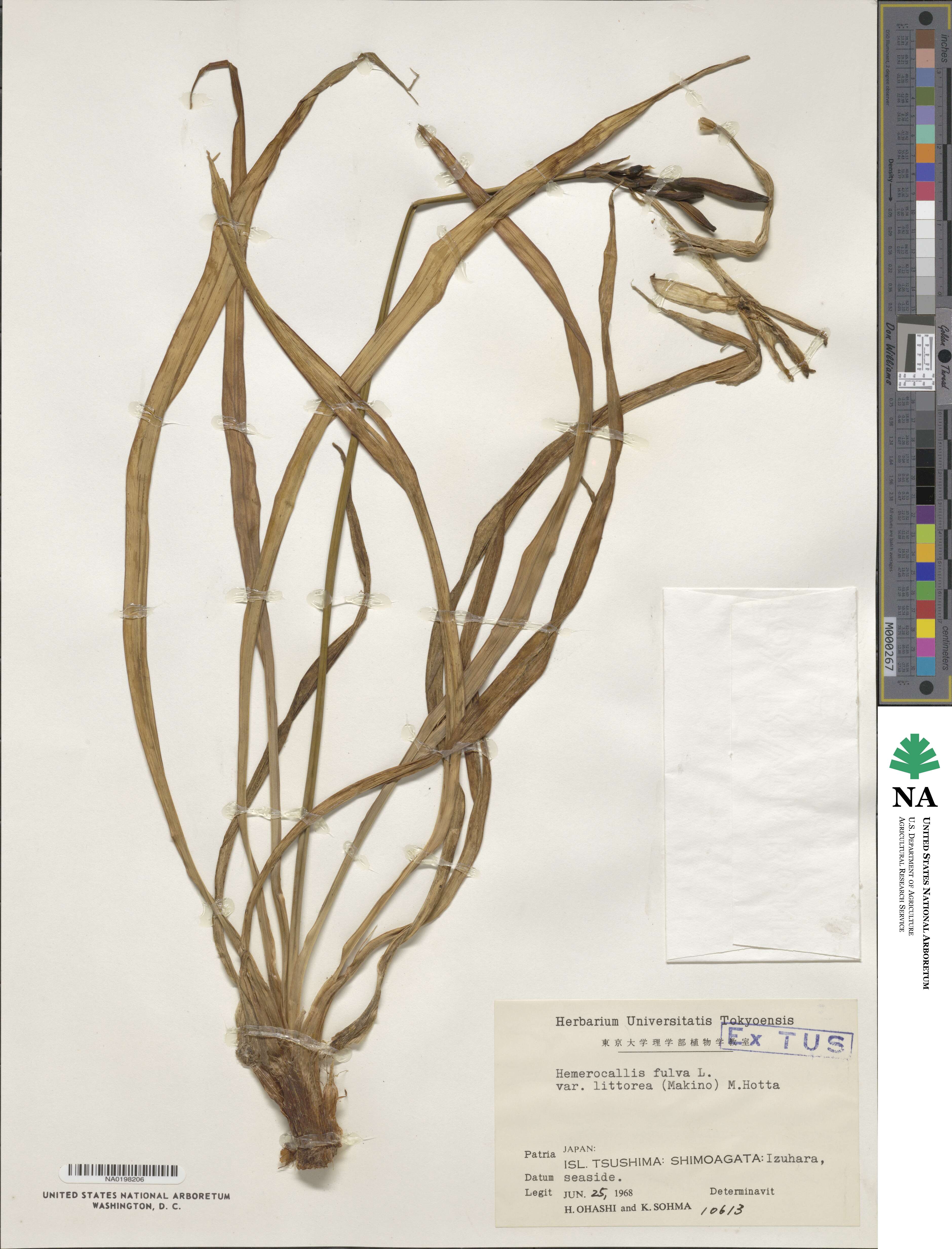 Hemerocallis fulva var. littorea image