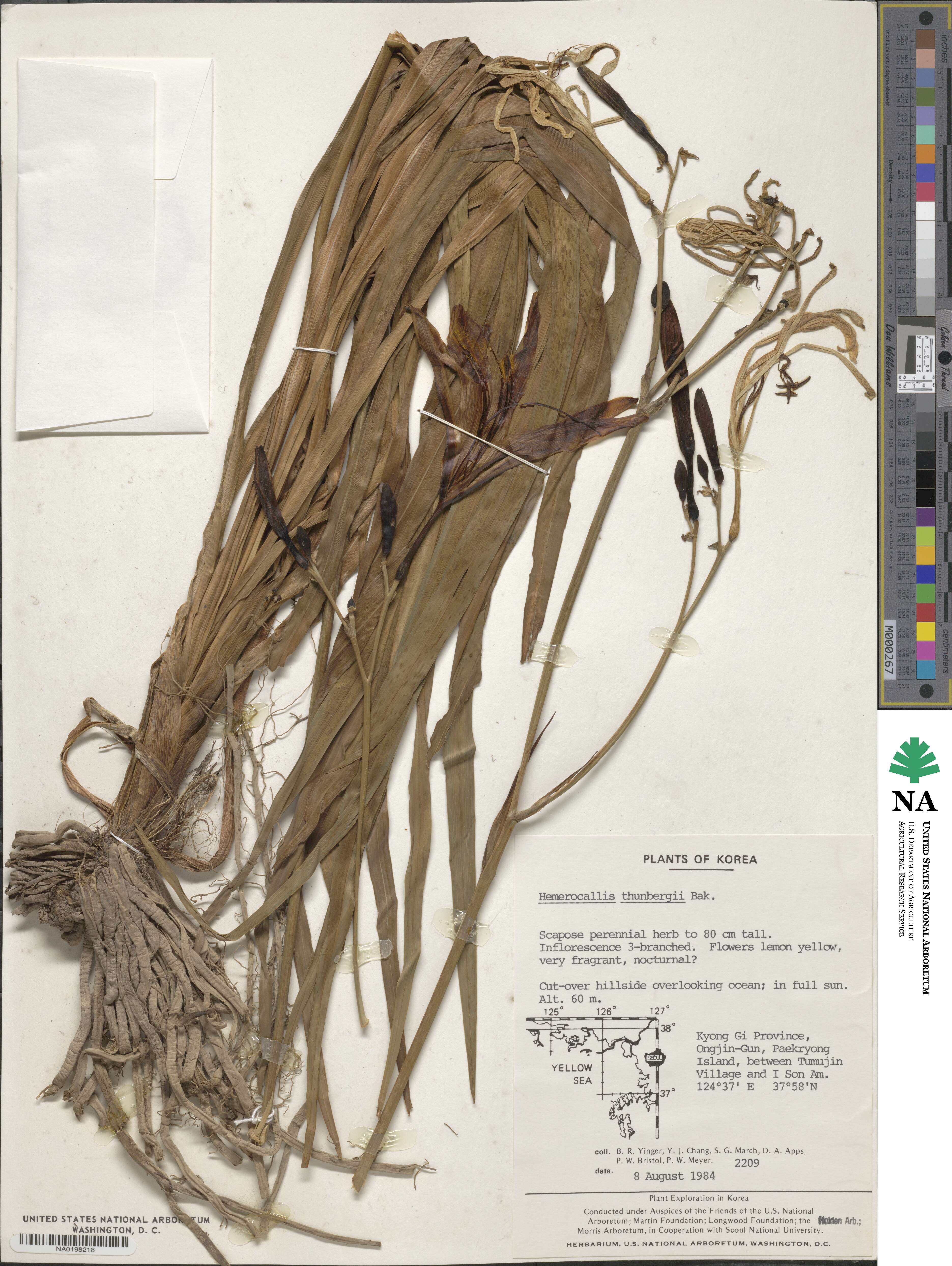 Hemerocallis thunbergii image